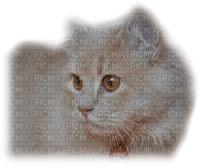 patymirabelle chat - zdarma png