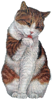 Chat.Cat.Gato.Victoriabea - 無料のアニメーション GIF