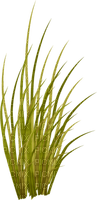 kikkapink grass deco - Free PNG