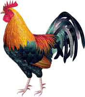 ROOSTER - kostenlos png