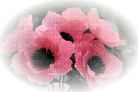 pink flowers pink fleur - bezmaksas png