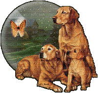 bulle trois chiens - Δωρεάν κινούμενο GIF
