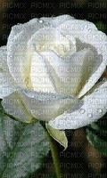 Rosa blanca - gratis png