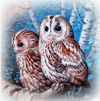 eule owl milla1959 - png grátis