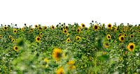 sunflowers  bp - 無料png