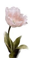 tulipe - PNG gratuit
