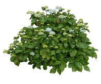 bush by nataliplus - zadarmo png