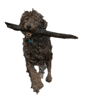 wet dog animal - paintinglounge - png gratuito