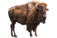 bison milla1959 - gratis png