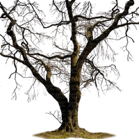 tree - ücretsiz png