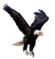 eagle - 免费PNG