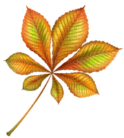 Kaz_Creations Autumn Fall Leaves Leafs - png gratuito