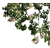 cây lá dcxe - Darmowy animowany GIF