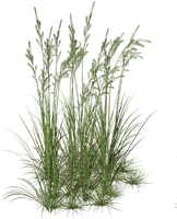 GRASS - ücretsiz png