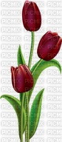 anoka virágjai - PNG gratuit