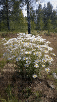 Flowers - GIF animado grátis