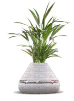 plante - PNG gratuit