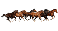 horse. horses bp - Бесплатный анимированный гифка