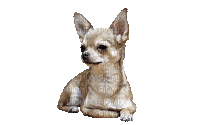 Kaz_Creations Animated Dog Pup - Besplatni animirani GIF