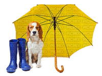 Umbrella.Dog.Chien.Rain.Pluie.Victoriabea