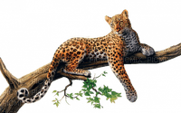 jaguar - ücretsiz png