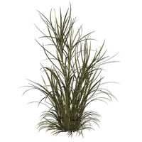 Herbe ** - 免费PNG