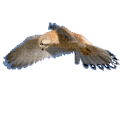 Птица - Gratis geanimeerde GIF