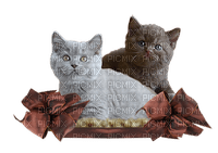 Kaz_Creations Cats Cat Kittens Kitten - besplatni png