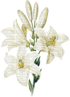 soave deco branch flowers spring lilies white - 無料png