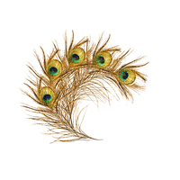 Peacock Feather - ilmainen png