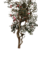 arbre - besplatni png