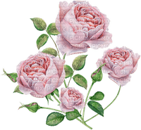 pink roses Bb2 - ilmainen png