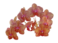 orquideas-l - nemokama png