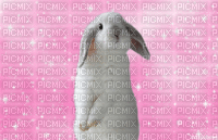 bunny - Gratis animeret GIF
