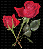 maj gif roses - GIF animé gratuit