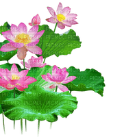 nbl-lotus - 免费PNG