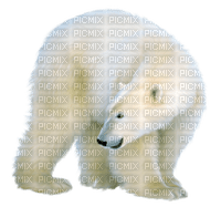 polar bear bp - ücretsiz png
