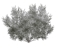 winter-bush-plant-white-deco-minou52 - PNG gratuit