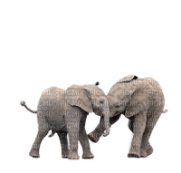 elefant milla1959 - безплатен png