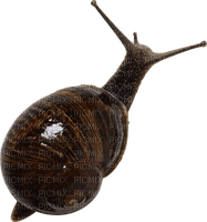 Kaz_Creations Snail - png gratuito