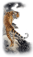 Tigre .S - 免费PNG