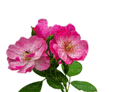 Trandafir 34 - png gratis