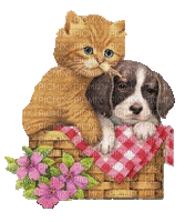 chat et chien dans panier - Бесплатный анимированный гифка