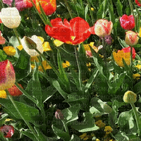 tulpen milla1959 - Darmowy animowany GIF