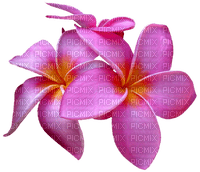 Salomelinda fleurs ! - PNG gratuit