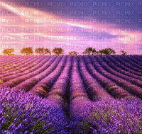 Rena Lavendelfeld Hintergrund - 免费PNG