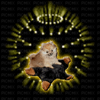 Pomeranian - Gratis geanimeerde GIF
