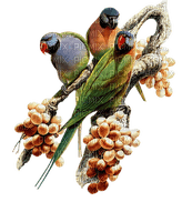 Kaz_Creations Birds Bird Parrots - png gratuito
