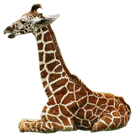 Giraffen - ingyenes png