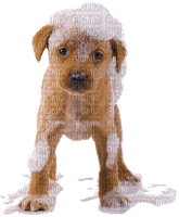 Cute Dog with Foam - gratis png